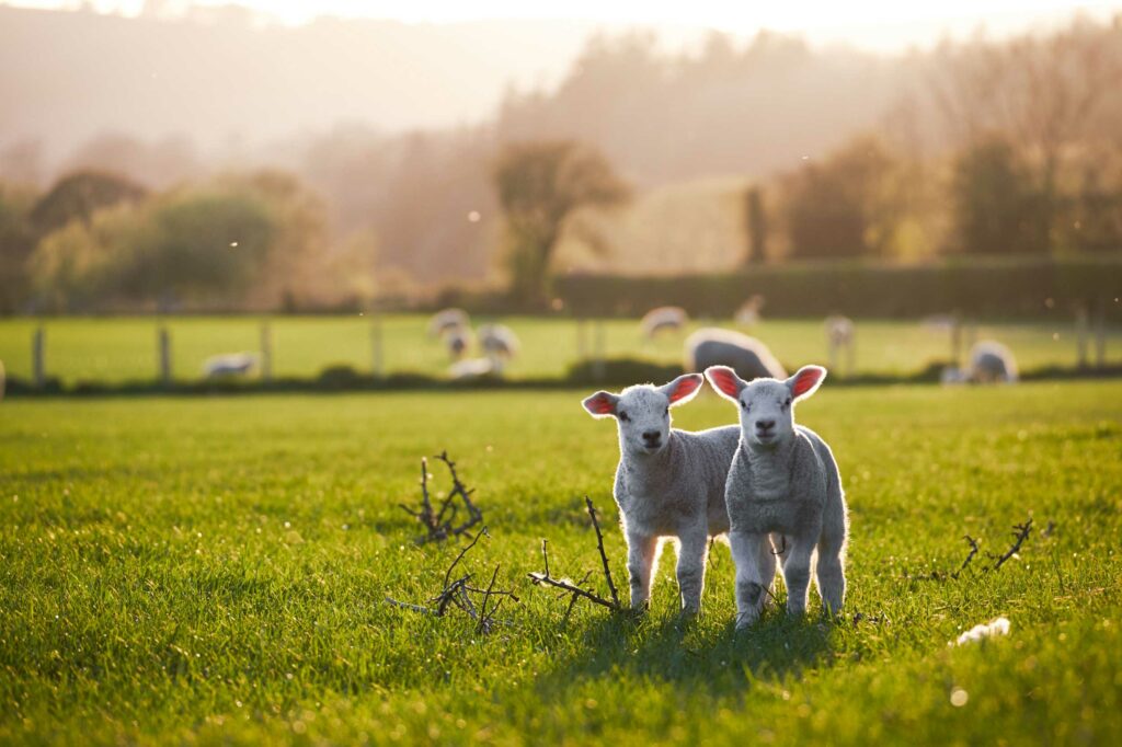 Spring Lambs